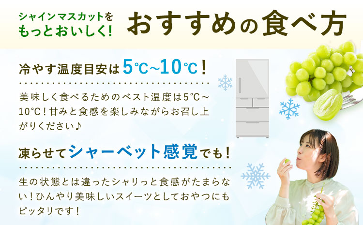 【先行予約】シャインマスカット 秀品 約2kg(3-7房) 日本フルーツ《2026年6月中旬-8月末頃出荷》熊本県 菊池市 ぶどう ブドウ 果物 フルーツ スイーツ デザート ギフト ご贈答---308-0014---