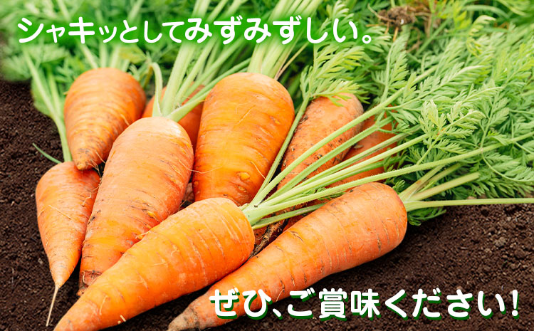 【先行予約】人参 約10kg (35-65本) 日本フルーツ株式会社《2026年4月上旬-6月上旬頃出荷》熊本県 菊池市 にんじん ニンジン 野菜 熊本県産---308-0012---