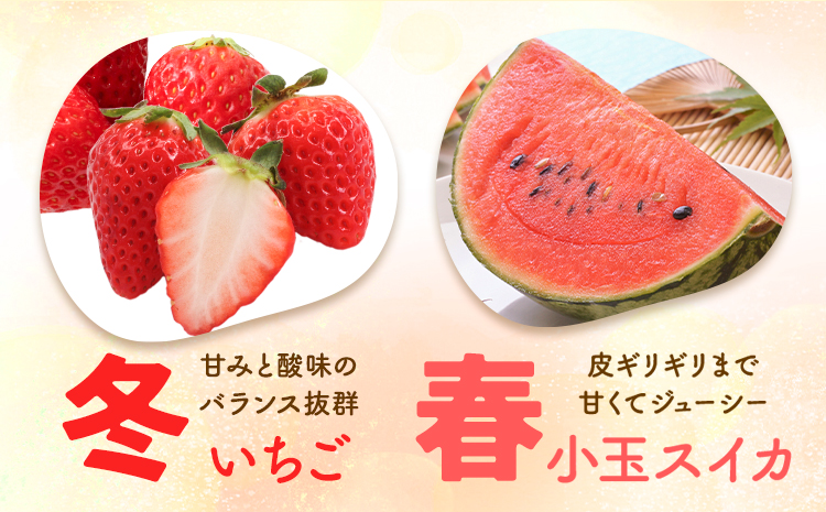 【4回定期便】旬のフルーツ便【養生市場】 定期便 ぶどう詰め合わせ約1.5kg メロン約2kg×2玉 いちご   スイカ《2026年4月中旬-2027年3月上旬頃出荷》 果物 フルーツ 九州産 熊本県産 送料無料---003-1583---