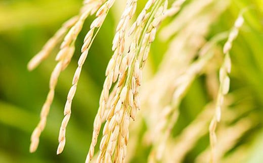 【令和7年産】 七城のこめ 精米 計10kg（5kg×2袋）ヒノヒカリ 《30日以内に出荷予定(土日祝を除く)》 白米 九州産 熊本県産---003-0547---