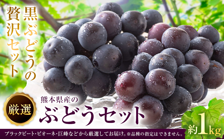 【先行予約】厳選 熊本県産のぶどうセット 約1kg 品種おまかせ ブラックビート ピオーネ 巨峰 【メロンドーム】 有限会社七城町特産品センター《2026年8月頃から出荷》熊本県 菊池市 果物 フルーツ ぶどう ブドウ 葡萄 セット 食べ比べ 熊本県産 送料無料---003-1567---
