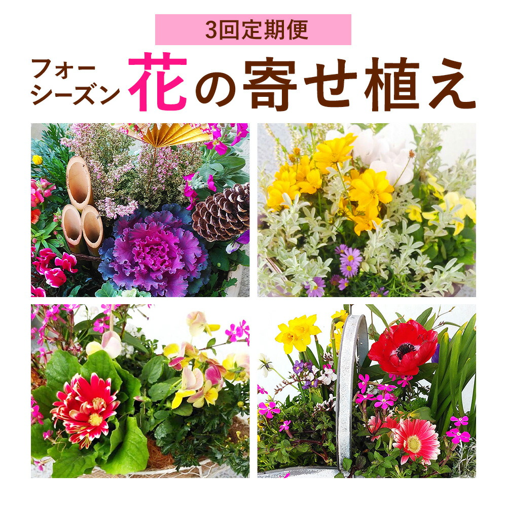 【3ヶ月定期便】フォーシーズン お花の寄せ植え 直径20～25cm Fleurbranch 《申込みの翌月出荷》熊本県 菊池市 定期便 花 鉢花 鉢植え 観葉植物 植物 インテリア ガーデン 雑貨---020-1409---