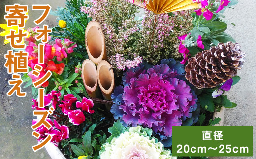 フォーシーズン お花の寄せ植え 4～5種 花 フラワー 観葉植物 植物 インテリア《90日以内に出荷予定(土日祝除く)》---020-2277---