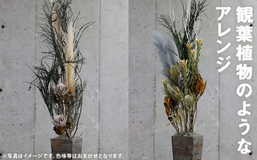 観葉植物のようなアレンジ 1個 《90日以内に出荷予定(土日祝除く)》 ドライフラワー 植物 観葉植物 花 オシャレ インテリア---123-2256---