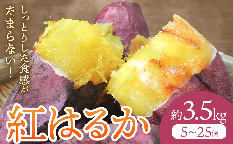さつまいも 紅はるか 約3.5kg(5-25個) 株式会社GGYパッケージ《2025年11月下旬-2026年4月上旬頃出荷》熊本県 菊池市 さつまいも 紅はるか 芋 いも 野菜 国産 焼き芋 スイートポテト 芋ようかん 大学芋 干し芋 しっとり 旬 送料無料---124-2358---