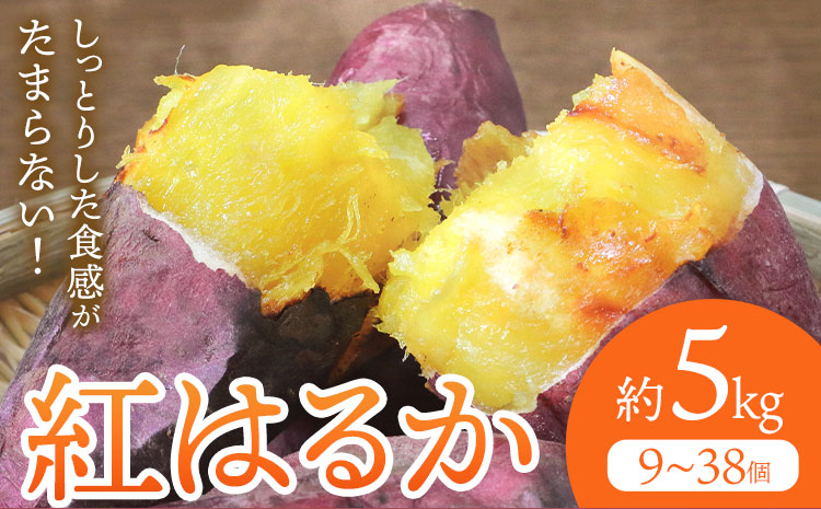 さつまいも 紅はるか 約5kg(9-38個) 株式会社GGYパッケージ《2025年11月下旬-2026年4月上旬頃出荷》熊本県 菊池市 さつまいも 紅はるか 芋 いも 野菜 国産 焼き芋 スイートポテト 芋ようかん 大学芋 干し芋 しっとり 旬 送料無料---124-2359---