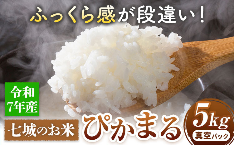 七城のお米 ぴかまる 5kg 真空パッケージ 白米 精米 令和7年産 堀田農場《30日以内に出荷予定(土日祝除く)》お米 熊本県 菊池市 熊本県産 九州産 送料無料---030-2625---