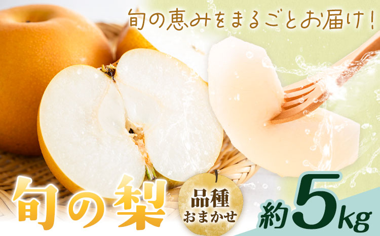 【先行予約】旬の梨 品種おまかせ 約5kg 日本フルーツ株式会社《2026年8月上旬-10月上旬頃出荷》熊本県 菊池市 梨 なし 豊水 秋月 新高 和梨 熊本県産---308-5003---