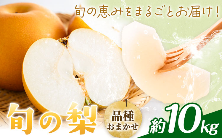 【先行予約】旬の梨 品種おまかせ 約10kg 日本フルーツ株式会社《2026年8月上旬-10月上旬頃出荷》熊本県 菊池市 梨 なし 豊水 秋月 新高 和梨 熊本県産---308-5004---