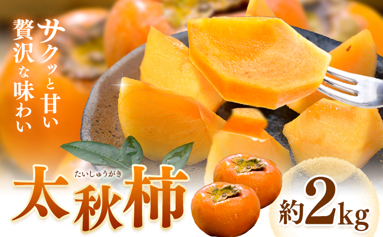 【先行予約】柿 太秋柿 たいしゅうがき 約2kg 日本フルーツ株式会社《2026年9月上旬-10月下旬頃出荷》熊本県 菊池市 柿 かき 熊本県産 秋の味覚 果物 くだもの フルーツ デザート---308-0008---