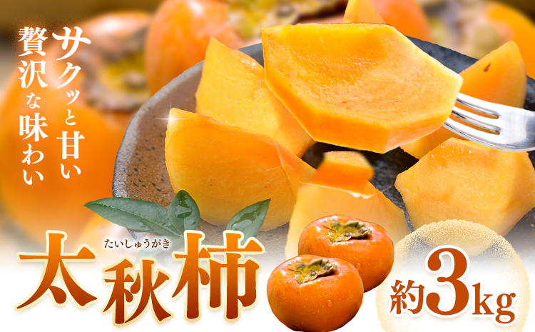 【先行予約】柿 太秋柿 たいしゅうがき 約3kg 日本フルーツ株式会社《2026年9月上旬-10月下旬頃出荷》熊本県 菊池市 柿 かき 熊本県産 秋の味覚 果物 くだもの フルーツ デザート---308-0009---