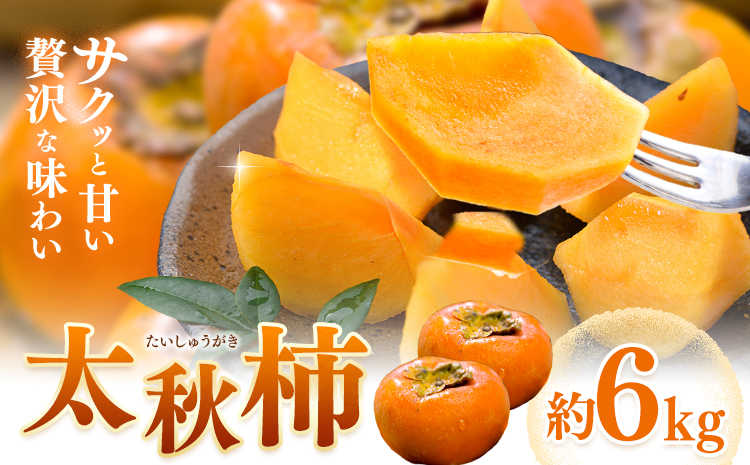 【先行予約】柿 太秋柿 たいしゅうがき 約6kg 日本フルーツ株式会社《2026年9月上旬-10月下旬頃出荷》熊本県 菊池市 柿 かき 熊本県産 秋の味覚 果物 くだもの フルーツ デザート---308-0010---