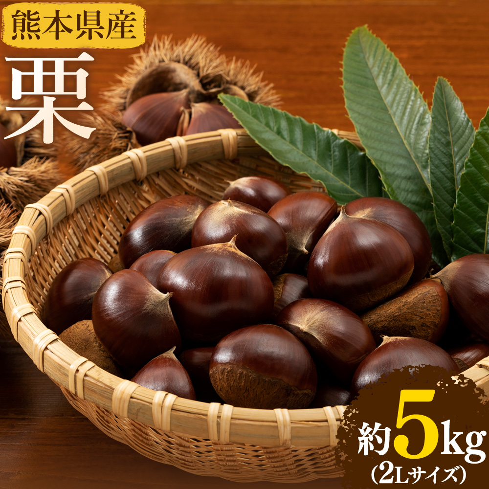 【先行予約】栗 約5kg 2Lサイズ 日本フルーツ株式会社《9月中旬-10月上旬頃出荷》熊本県 菊池市 栗 くり 熊本県産 2L 栗きんとん 栗ごはん---308-5010---