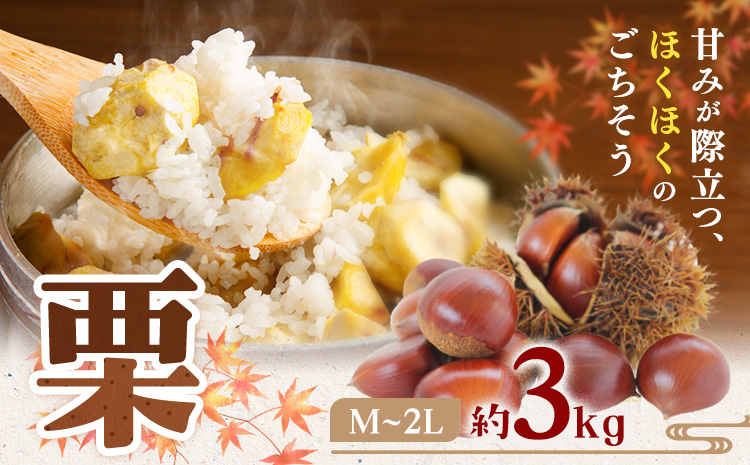 【先行予約】栗 M ～ 2L サイズ 約3kg 日本フルーツ株式会社《2026年9月上旬-10月上旬頃出荷》熊本県 菊池市 栗 くり 熊本県産 秋の味覚 果物 くだもの フルーツ デザート ご飯---308-0007---