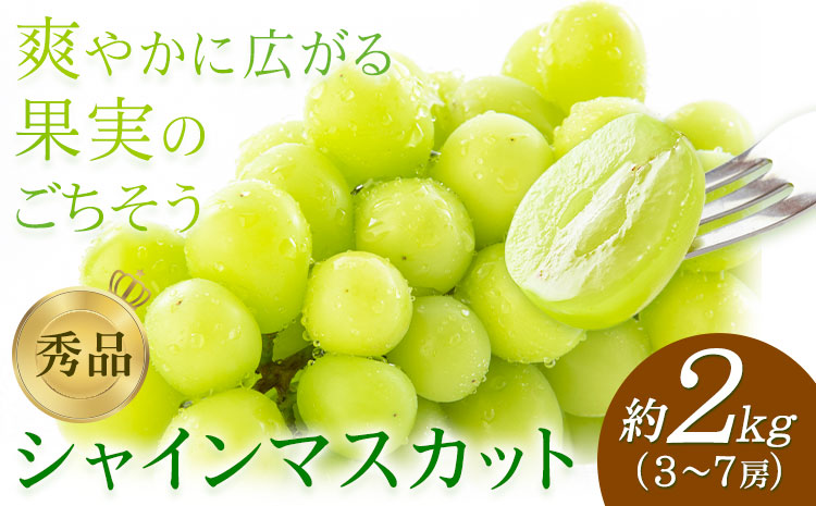 【先行予約】シャインマスカット 秀品 約2kg(3-7房) 日本フルーツ《2026年6月中旬-8月末頃出荷》熊本県 菊池市 ぶどう ブドウ 果物 フルーツ スイーツ デザート ギフト ご贈答---308-0014---