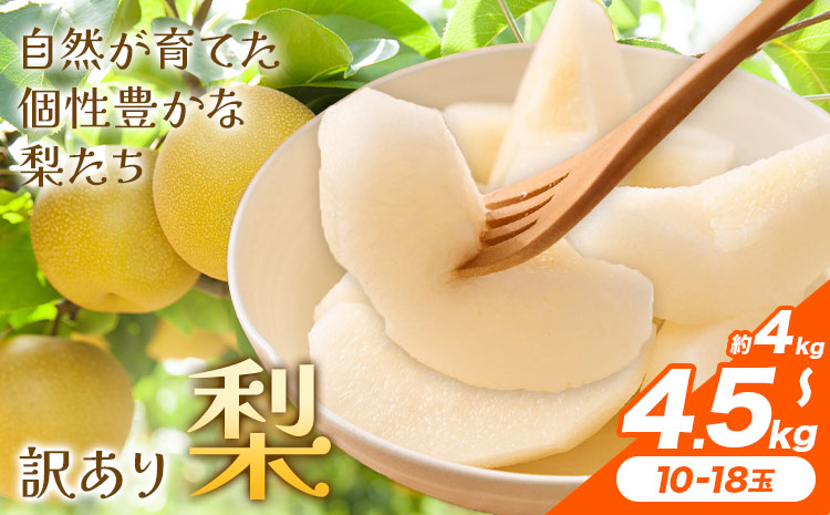 【先行予約】梨 訳あり梨 約4kg-4.5kg(10-18玉) 《2026年8月下旬-10月下旬頃出荷》 株式会社Foody’s なし 和梨 フルーツ 果物 ご家庭用 不揃い キズあり 菊池市産 熊本県産 九州産---177-2361---