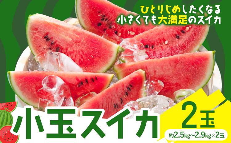 小玉スイカ 2玉【養生市場】 ひとりじめ 果物 フルーツ スイカ 西瓜 九州産 熊本県産 送料無料《2026年4月中旬-5月中旬頃出荷予定》【先行予約】---003-1579---