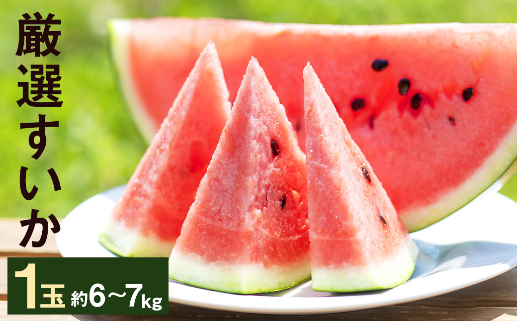 厳選 すいか 1玉 6kg～7kg メロンドーム 《2026年5月上旬より発送》---003-1572---