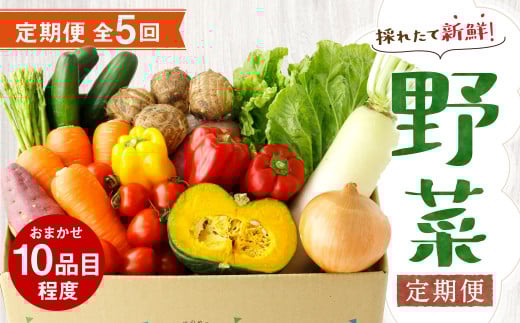 【定期便5回】 野菜 定期便 10品程度 熊本県 菊池市産 やさい 【メロンドーム】《お申し込みの翌月から出荷》---003-2419---