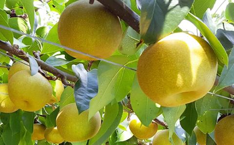 熊本県 菊池市産 梨 幸水 約5kg(12〜14玉入) 果物 フルーツ
