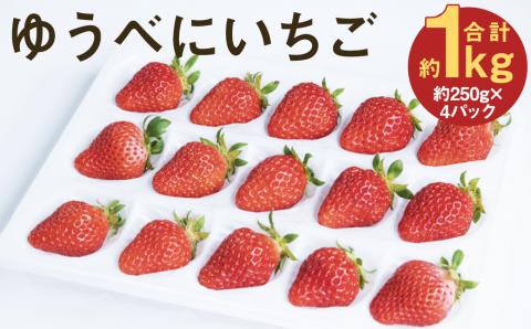 ゆうべにいちご 計約1kg(約250g×4パック)いちご 苺 熊本県菊池市産