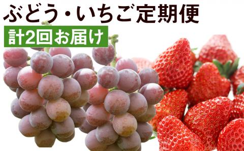 [2回発送]旬の味覚フルーツ定期便(ぶどう・いちご)品種おまかせ 果物
