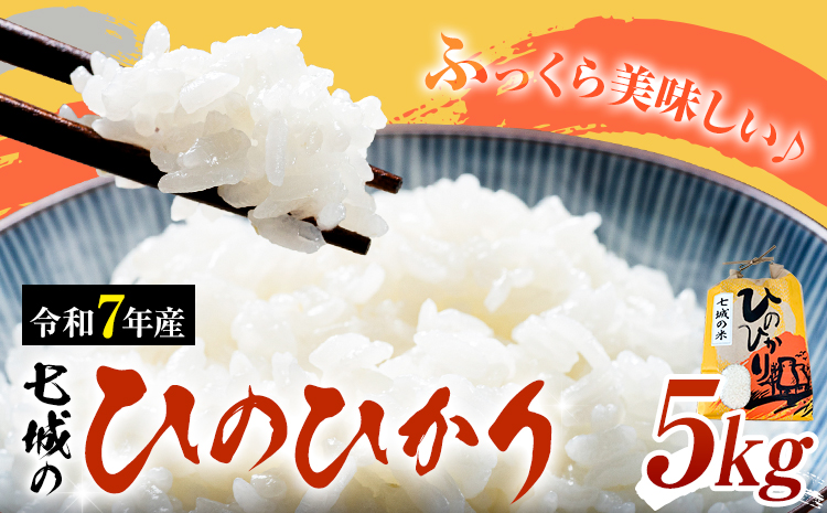米 令和7年産 七城の ひのひかり 5kg 有限会社草佳苑[90日以内に出荷予定(土日祝除く)]熊本県 菊池市 こめ 米 ひのひかり ブランド米 お米---311-0009---