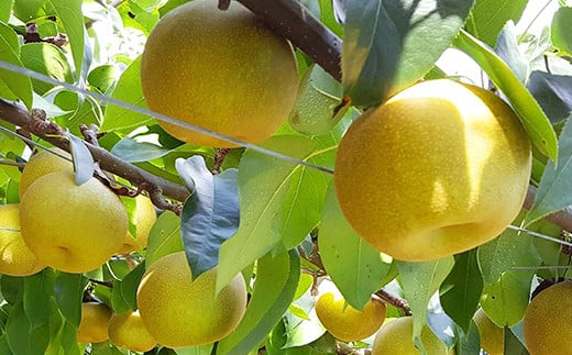 [2023年8月下旬より発送開始]梨 豊水 約5kg 果物 フルーツ 熊本県 菊池市産