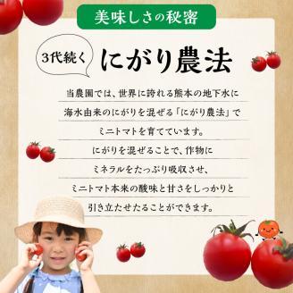 137-1　熊本県産　ミニトマト　約1.5kg　「さくまのあまこい」