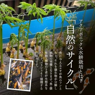 128-11　高麗人参(高麗紅人参30ｇ)