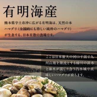 111-2　KKN水産　天然!! 有明海産の本ハマグリ（小　約1.2kg）