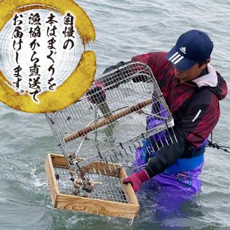 46-25 はまぐり 本はまぐり 約 1kg 漁協直送 網田 有明海産 魚介 貝 海鮮 国産 天然 バーベキュー BBQ 和食 パエリア お吸い物 酒蒸し 焼はま 網焼き 食品 お取り寄せ お取り寄せグルメ 送料無料 【熊本県宇土市】