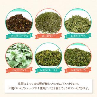 42-16　熊本ハーブ園レモングラス産 農薬不使用シングルハーブ小袋5袋セット