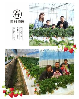 74-20　園村苺園　宇土産 完熟冷凍いちご「ぷち苺」1kg（500g×2パック）