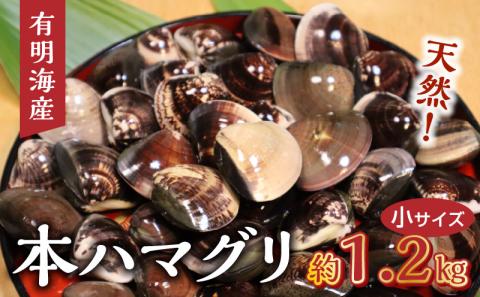 111-2　KKN水産　天然!! 有明海産の本ハマグリ（小　約1.2kg）