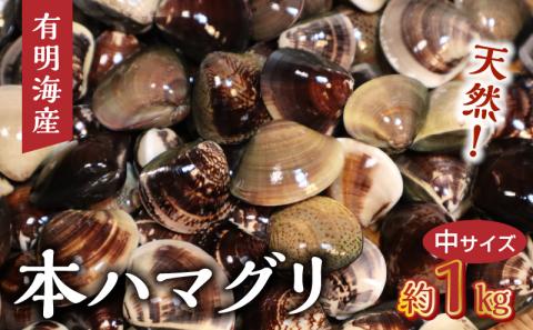 111-3　KKN水産　天然!! 有明海産の本ハマグリ（中サイズ　約１㎏）