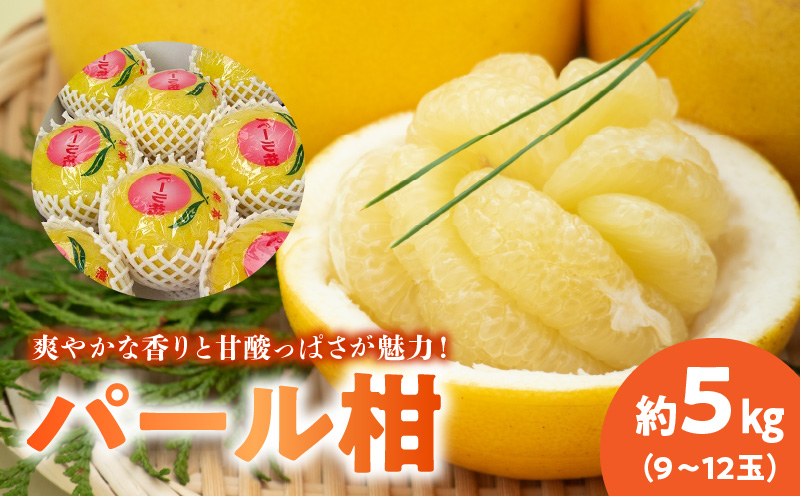 64-50　あいあい　パール柑　約5kg