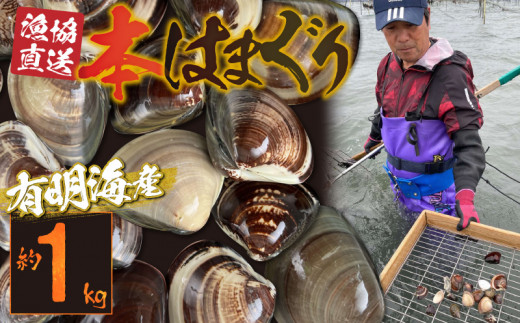 46-25 はまぐり 本はまぐり 約 1kg 漁協直送 網田 有明海産 魚介 貝 海鮮 国産 天然 バーベキュー BBQ 和食 パエリア お吸い物 酒蒸し 焼はま 網焼き 食品 お取り寄せ お取り寄せグルメ 送料無料 【熊本県宇土市】