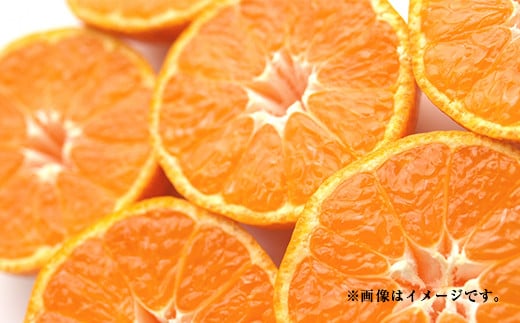 特別栽培みかん　10kg サイズミックス