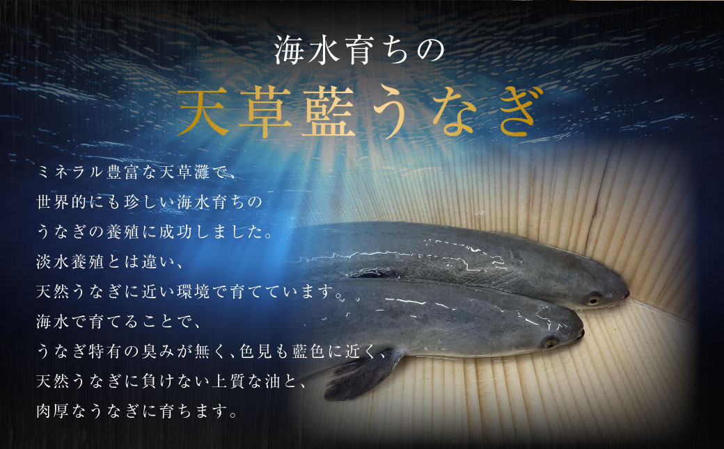 ミシュラン星付きのプロが愛用】1日10セット限定！海水育ちの天草藍うなぎ 紅白3～4尾セット【合計約600g】数量限定!! 鰻 ウナギ うなぎ うなぎ蒲焼  鰻の蒲焼 うなぎ 国産 白焼き: 上天草市ANAのふるさと納税