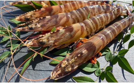 森さん家の冷凍車えび 活き〆冷凍車海老500g