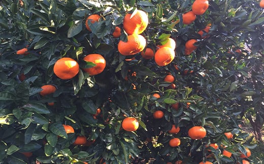 特別栽培みかん　10kg サイズミックス