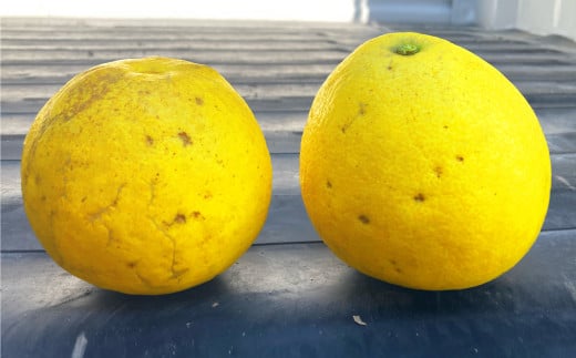 パール柑 約5kg 訳あり