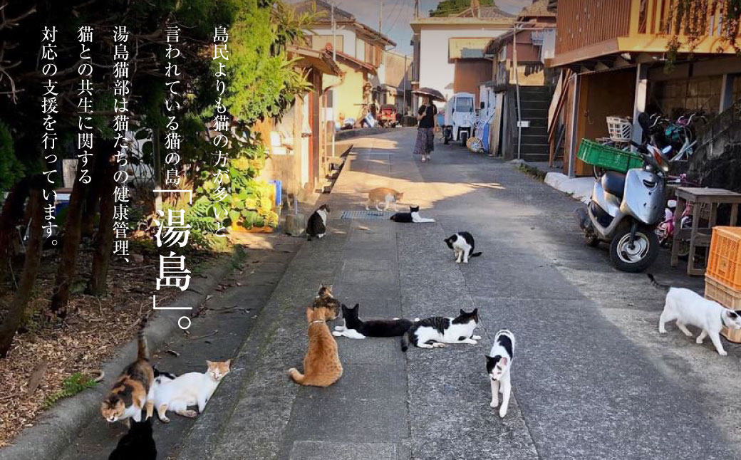 湯島ねこ募金 地域猫活動支援 【湯島猫部】ねこの島！湯島！ 「島ねこ日めくりカレンダーin湯島」 カレンダー 日めくり 日めくりカレンダー 猫 ねこ ネコ