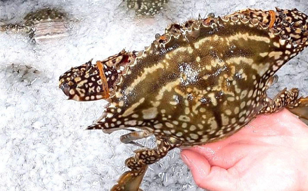 天草産 天然ワタリガニ オスのみ 1.2kg 3～6杯 ワタリガニ 渡り蟹 蟹 かに カニ 冷凍 熊本県 上天草市