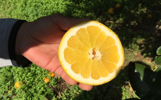 特別栽培河内晩柑 7kg サイズミックス