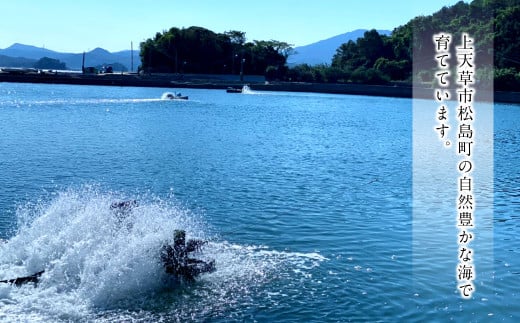 森さん家の冷凍車えび 活き〆冷凍車海老500g