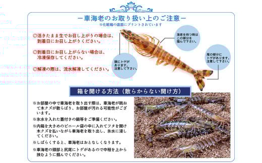 【配送指定日必須】天草産 活車海老 500g 大サイズ【発送期間2025年11月25日から2026年3月31日】