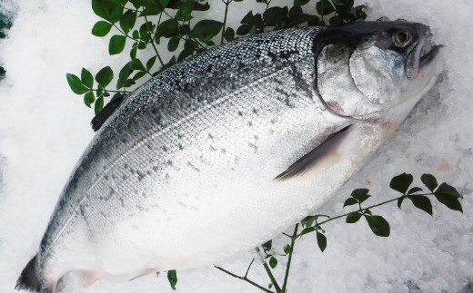 南国サーモン 約400g 皮付き