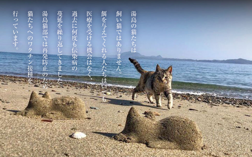 湯島ねこ募金 地域猫活動支援 【湯島猫部】ねこの島！湯島！ 「島ねこ日めくりカレンダーin湯島」 カレンダー 日めくり 日めくりカレンダー 猫 ねこ ネコ